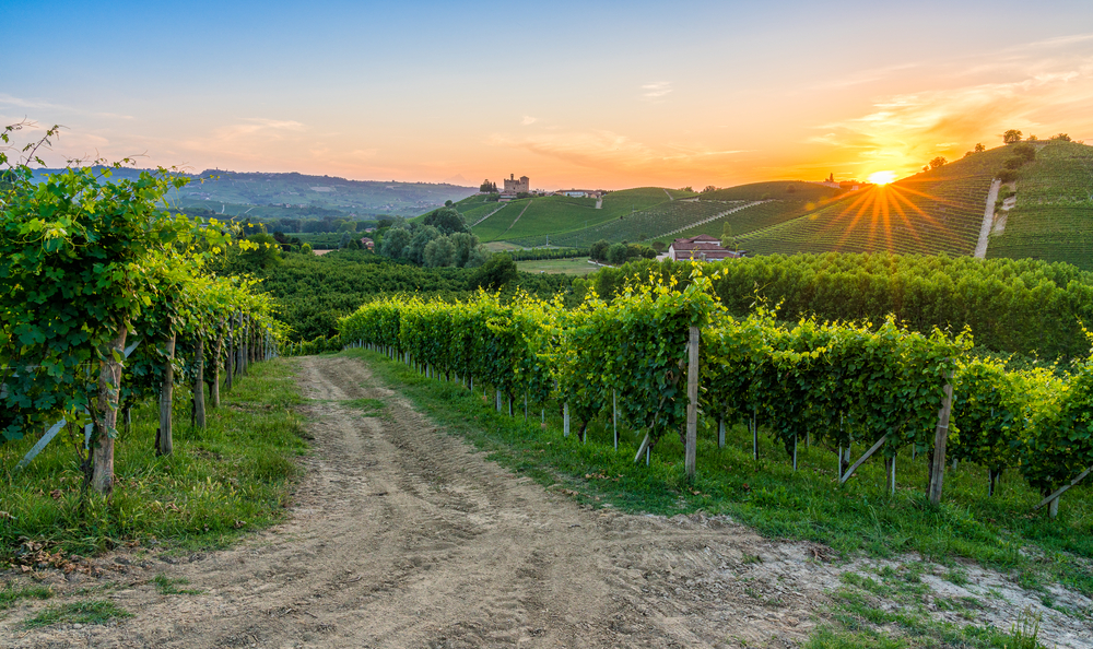 Grape vines in a Piedmont Italy vineyard at sunset