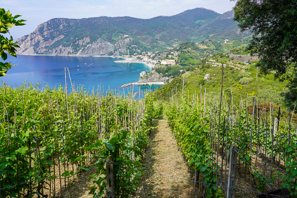 VIew of vineyards and the Mediterranean Sea while hiking the Blue trail in the Cinque Terre Liguria Italy.