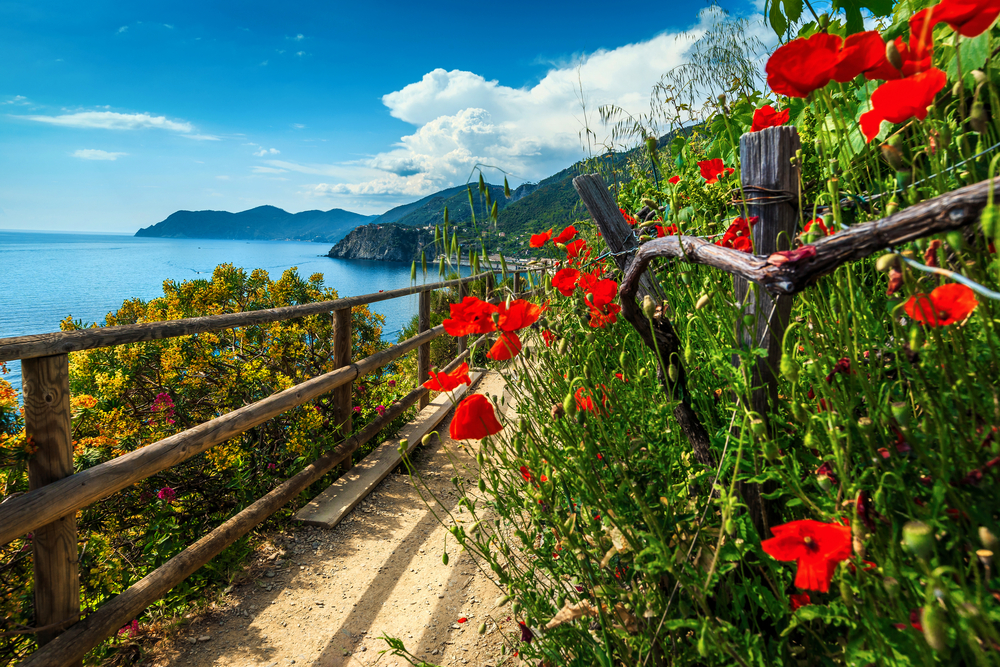 Spectacular hiking trails with flowers and red poppies in Cinque Terre National Park, near Manarola village, Liguria, Italy, Europe