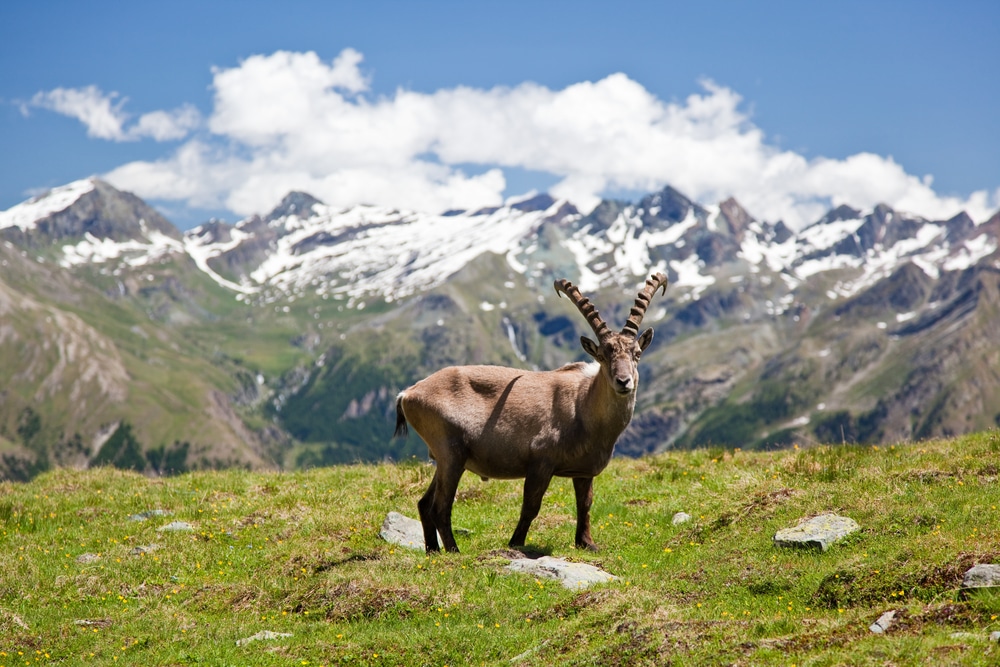Alpine Ibex (Capra Ibex) with mountains in the background. Gran Paradiso National Park, Italy