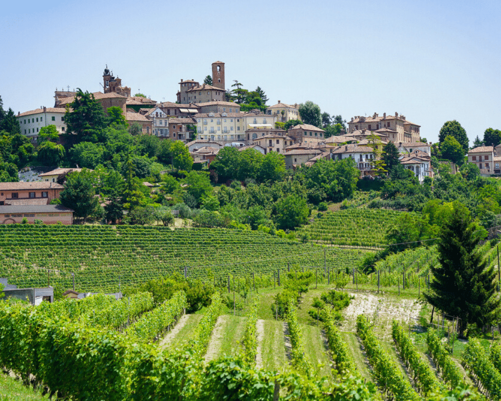 rows of grape vines with a hilltop village in the distance