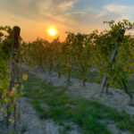 Grape Vines at sunset in northern Italy
