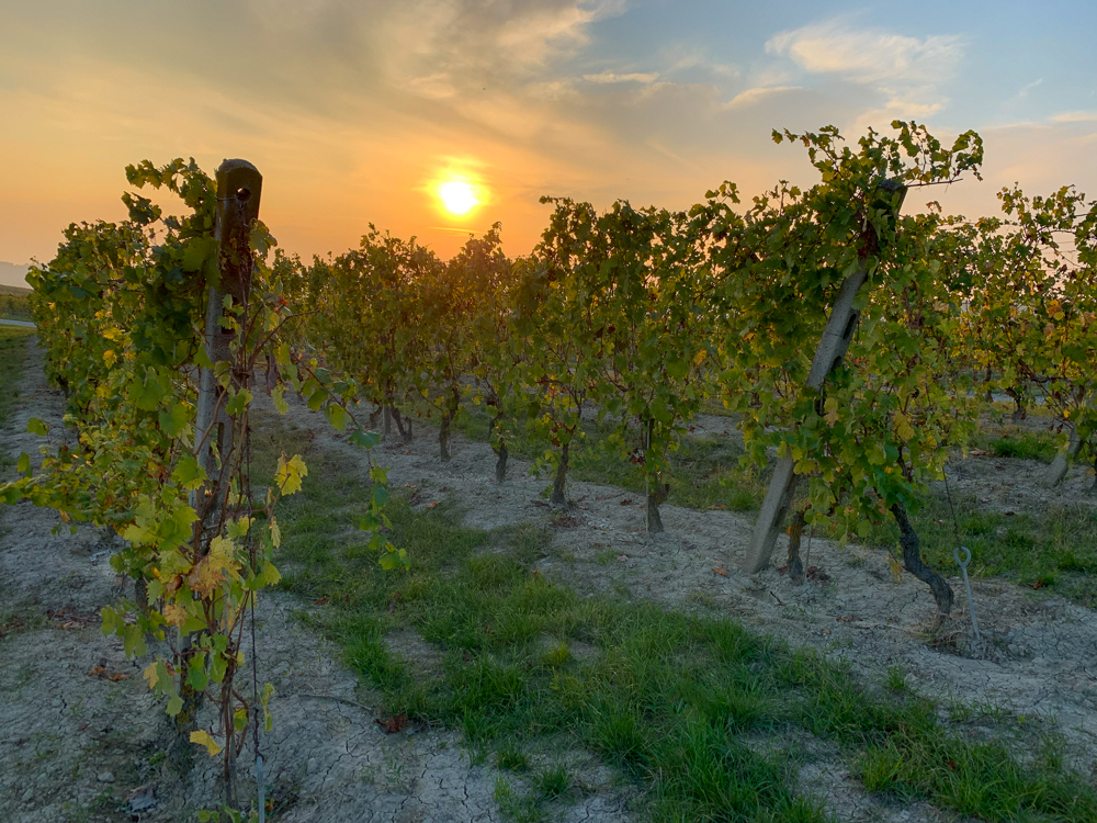 Grape Vines at sunset in northern Italy