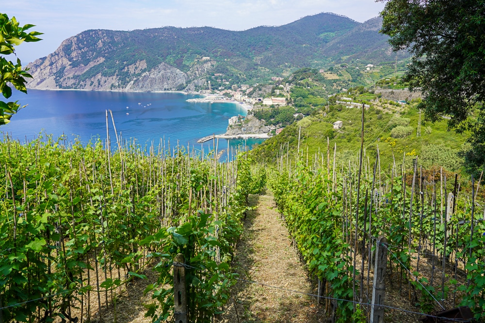 Overlooking vineyards and the sea in the Cinque terre Italy