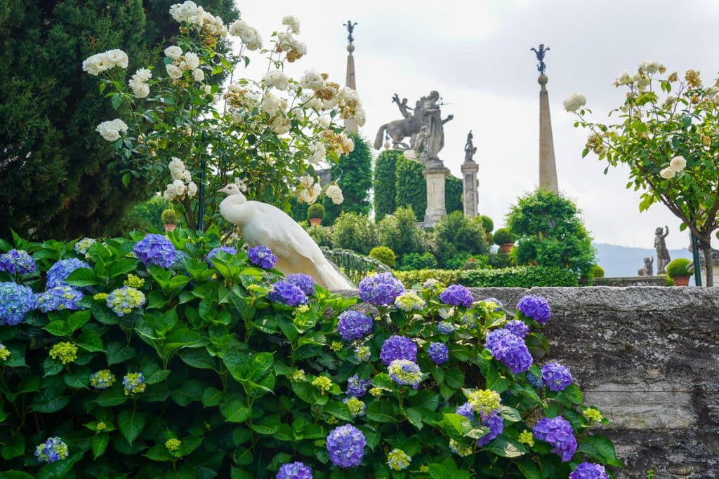 white peacock with flowers and statues in the background at Isola Bella Lake Maggiore