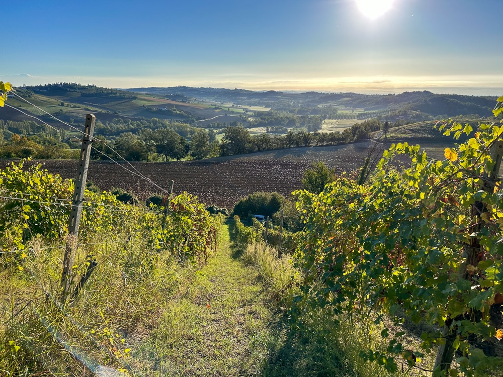 Vineyards on a hill overlooking the Italian countryside