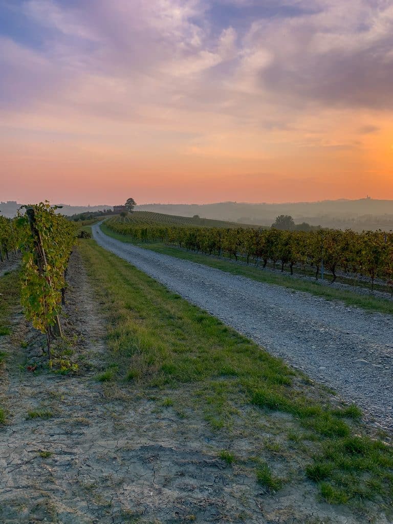 sunset in monferrato with a gravel road and grape vines on either side of the road