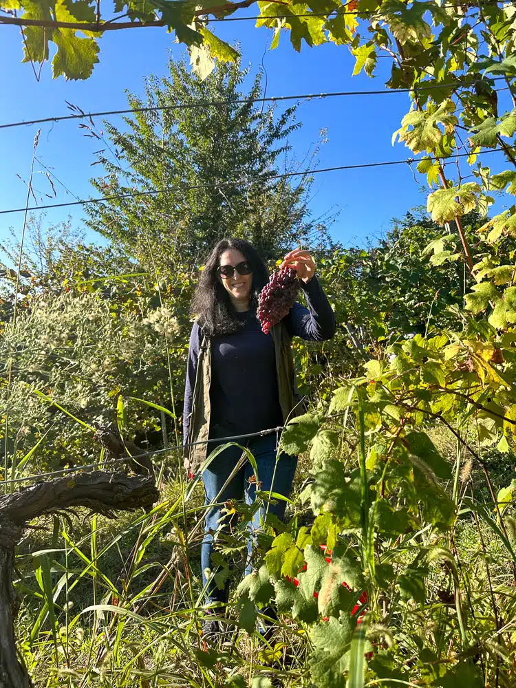woman holding a bunch of grapes after clipping them from the vine